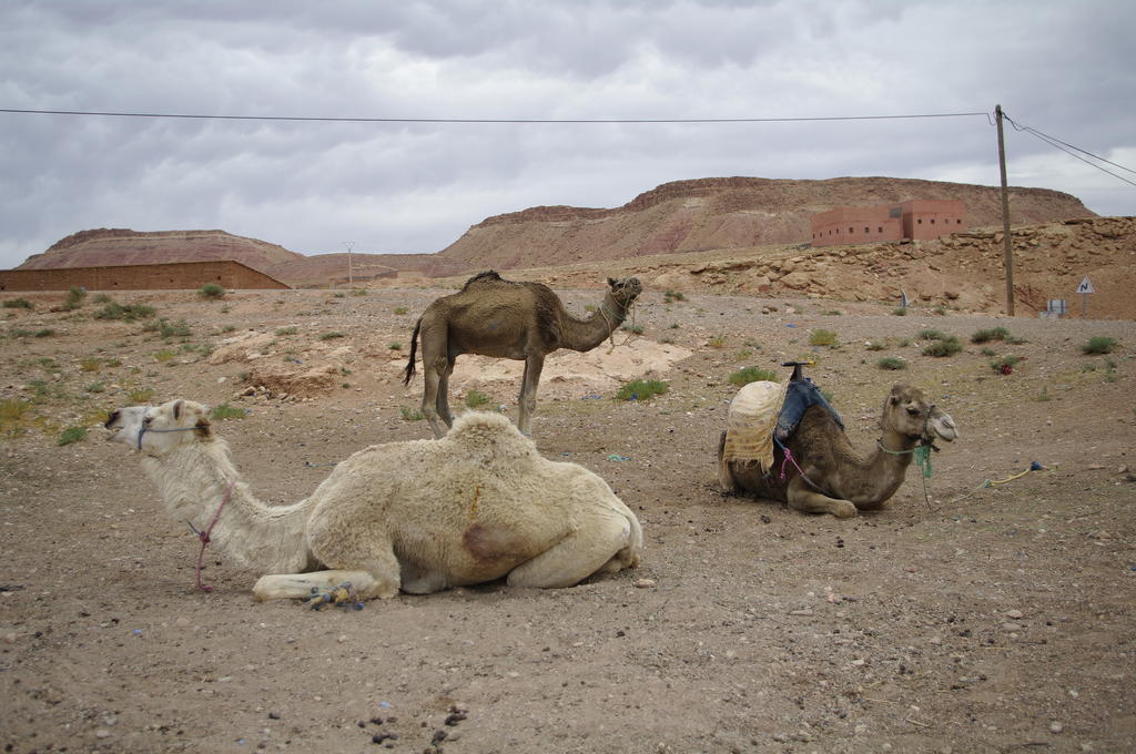 Kasbah La Cigogne Bed & Breakfast Ait Benhaddou Exterior photo